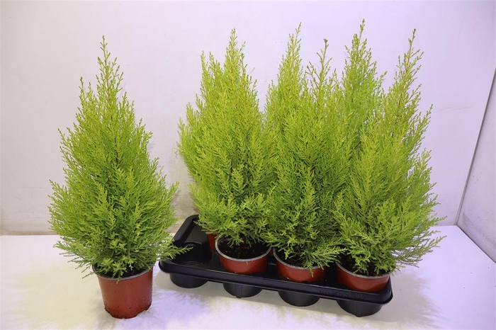 <h4>arr8 Cupr Ma Goldc Wilma</h4>