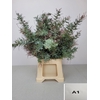 ACACIA BAILEYANA PB