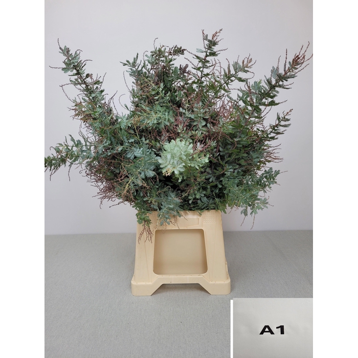 <h4>ACACIA BAILEYANA PB</h4>
