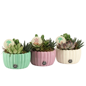 Arr.   Planten L%