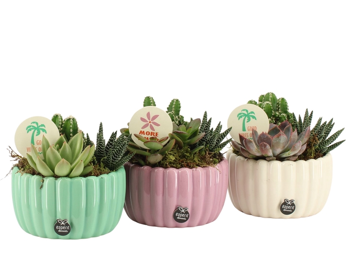 Arr.   Planten L%