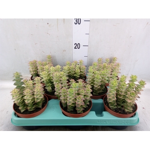 Crassula perforata