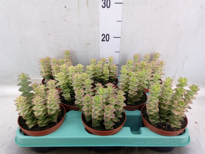 <h4>Crassula perforata</h4>