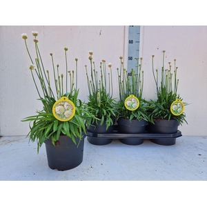 ARME PS BALLERIN WHI