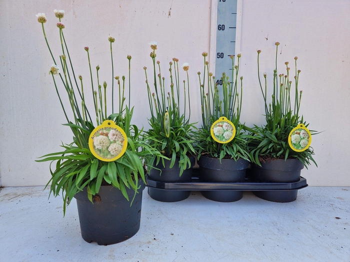 <h4>Arme Ps Ballerin Whi</h4>