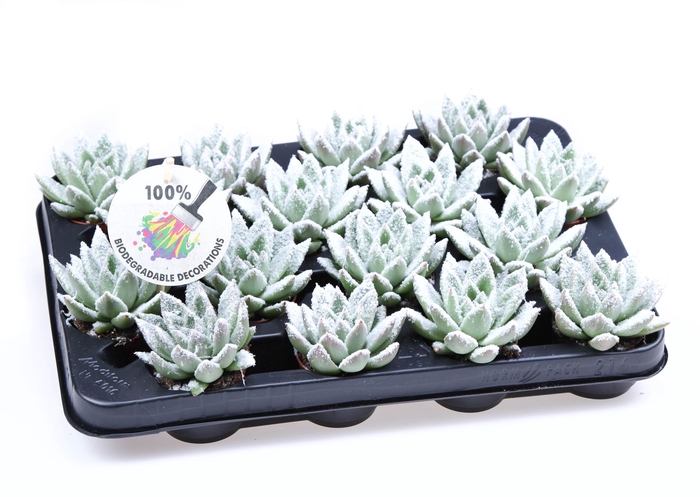 <h4>Echeveria  'Miranda'</h4>