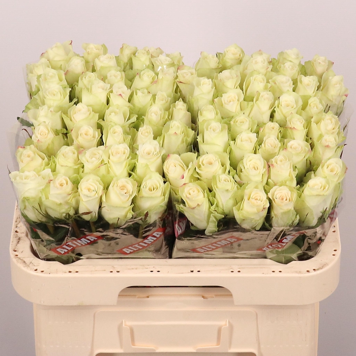 <h4>R GR ATHENA</h4>