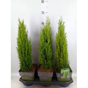 Cupressus sempervirens 'Totem'