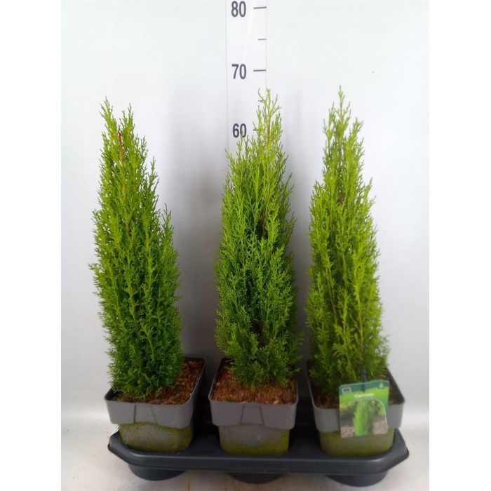 <h4>Cupressus sempervirens 'Totem'</h4>