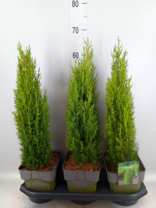Cupressus sempervirens 'Totem'