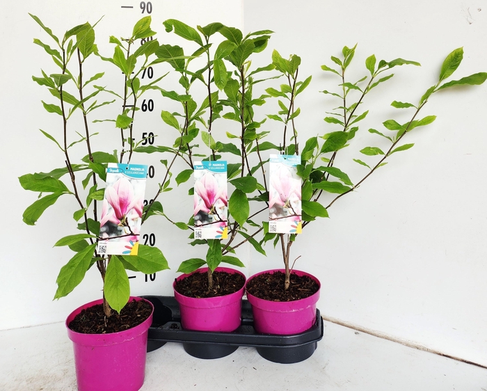 <h4>MAGN SOULANGEANA</h4>