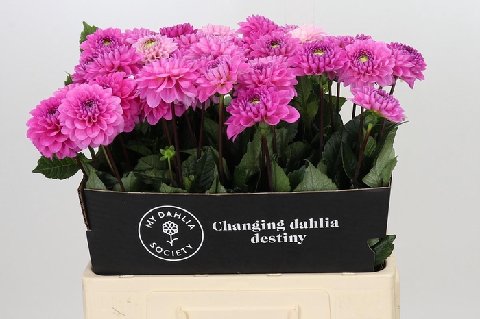 Dahlia Dark Wizard