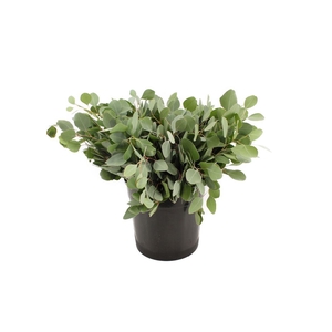 Euca Populus Blad Short