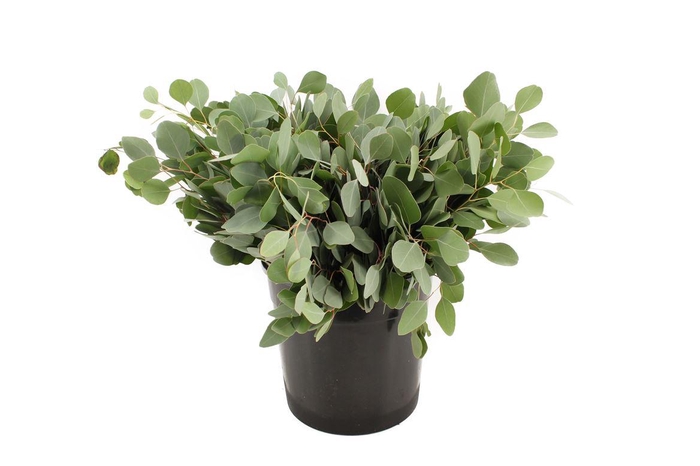 <h4>Euca Populus Blad Short</h4>