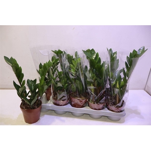 arr8 Zamio Zamiifolia