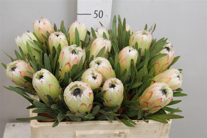 <h4>Protea White Night</h4>