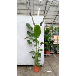 Strelitzia nicolai