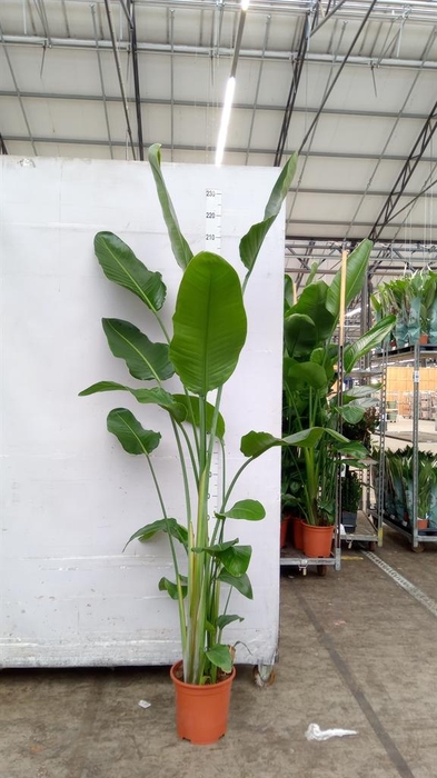 <h4>Strelitzia nicolai</h4>