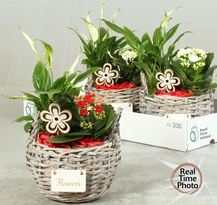 <h4>ARR KAMERPL</h4>