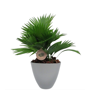 Livistona rotundifolia in avani pot