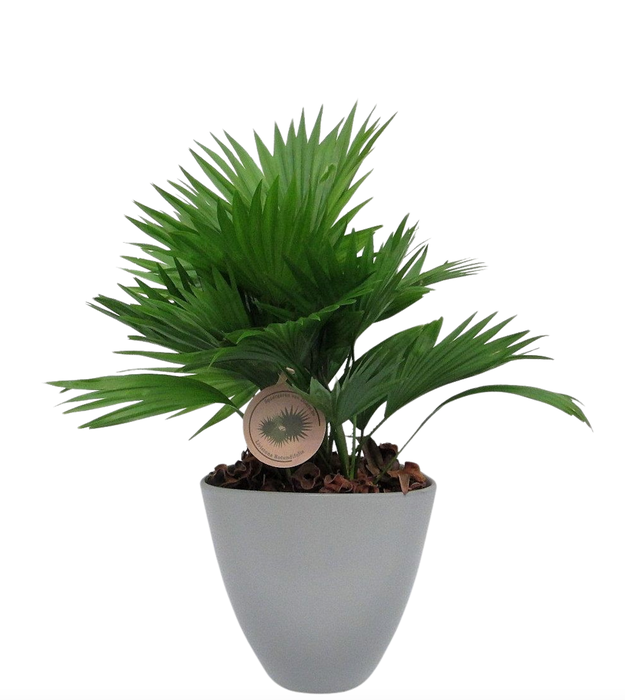 <h4>Livistona rotundifolia in avani pot</h4>