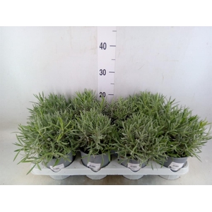 Lavandula angus.