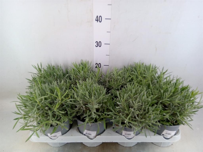 <h4>Lavandula angus.</h4>