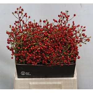 ROSA F AUTUMN FLUSH