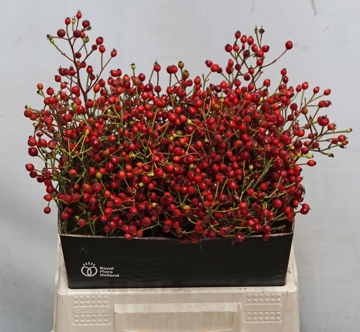 <h4>ROSA F AUTUMN FLUSH</h4>