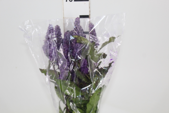 <h4>CAMARAO LILAS 050 CM</h4>