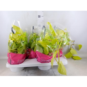 Epipremnum pinn. 'Golden Pothos' HG