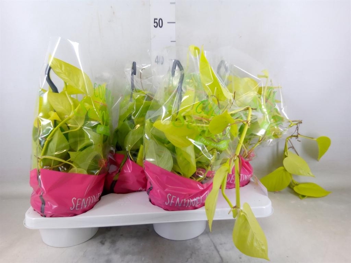 <h4>Epipremnum pinn. 'Golden Pothos' HG</h4>