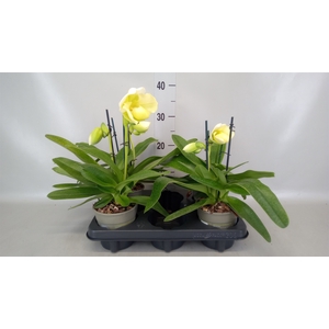 Paphiopedilum american hybride mix