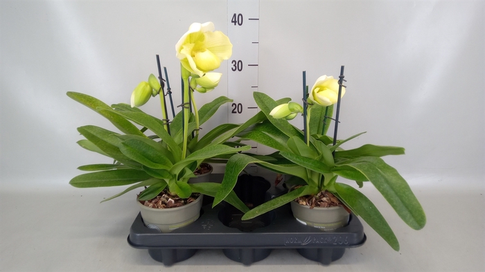 <h4>Paphiopedilum american hybride mix</h4>