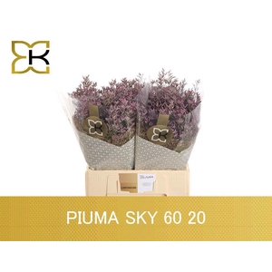 Lim Piuma SKy