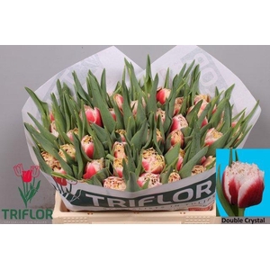 TU FR DOUBLE CRYSTAL