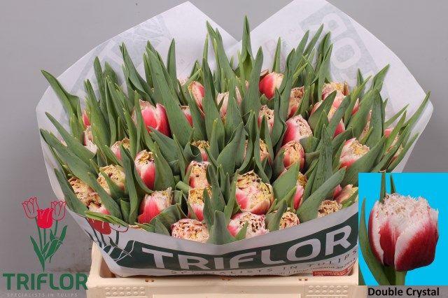 <h4>TU FR DOUBLE CRYSTAL</h4>