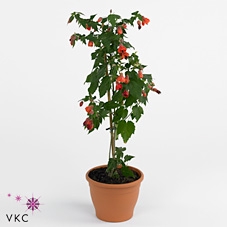 Abutilon red trumpet