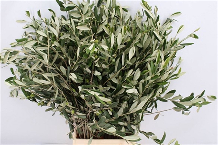 <h4>Olijf 70cm P Stem</h4>