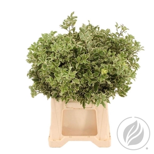 Pittosporum Nigra