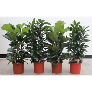 Ficus mixkar 3 per pot