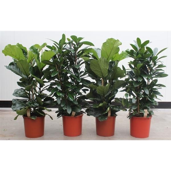 <h4>Ficus mixkar 3 per pot</h4>