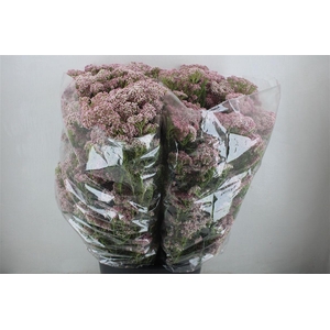 Rice Flower Pink P Bunch