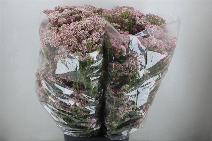 <h4>Rice Flower Pink P Bunch</h4>