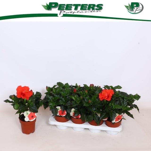 <h4>HIBIS SUNNY BORDEAUX</h4>