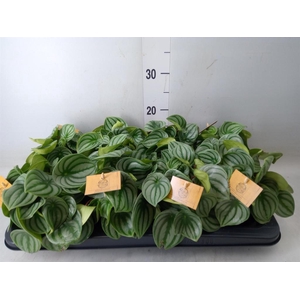 Peperomia argyreia