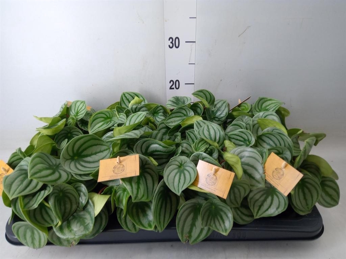 <h4>Peperomia argyreia</h4>