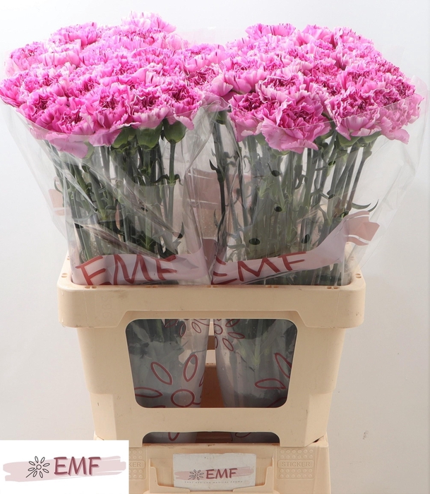 <h4>DI ST YUKARI SCURO</h4>