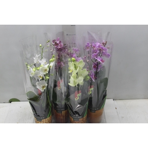PHALAENOPSIS MINI P09 2 HT