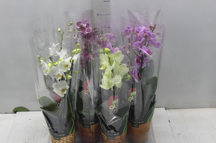 <h4>PHALAENOPSIS MINI P09 2 HT</h4>